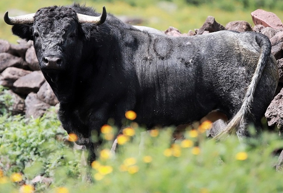 Diario Frontera, Frontera Digital,  Entretenimiento, ,El PSOE tumba la tramitación de la “ley antitaurina” y la Tauromaquia seguirá siendo Patrimonio Cultural