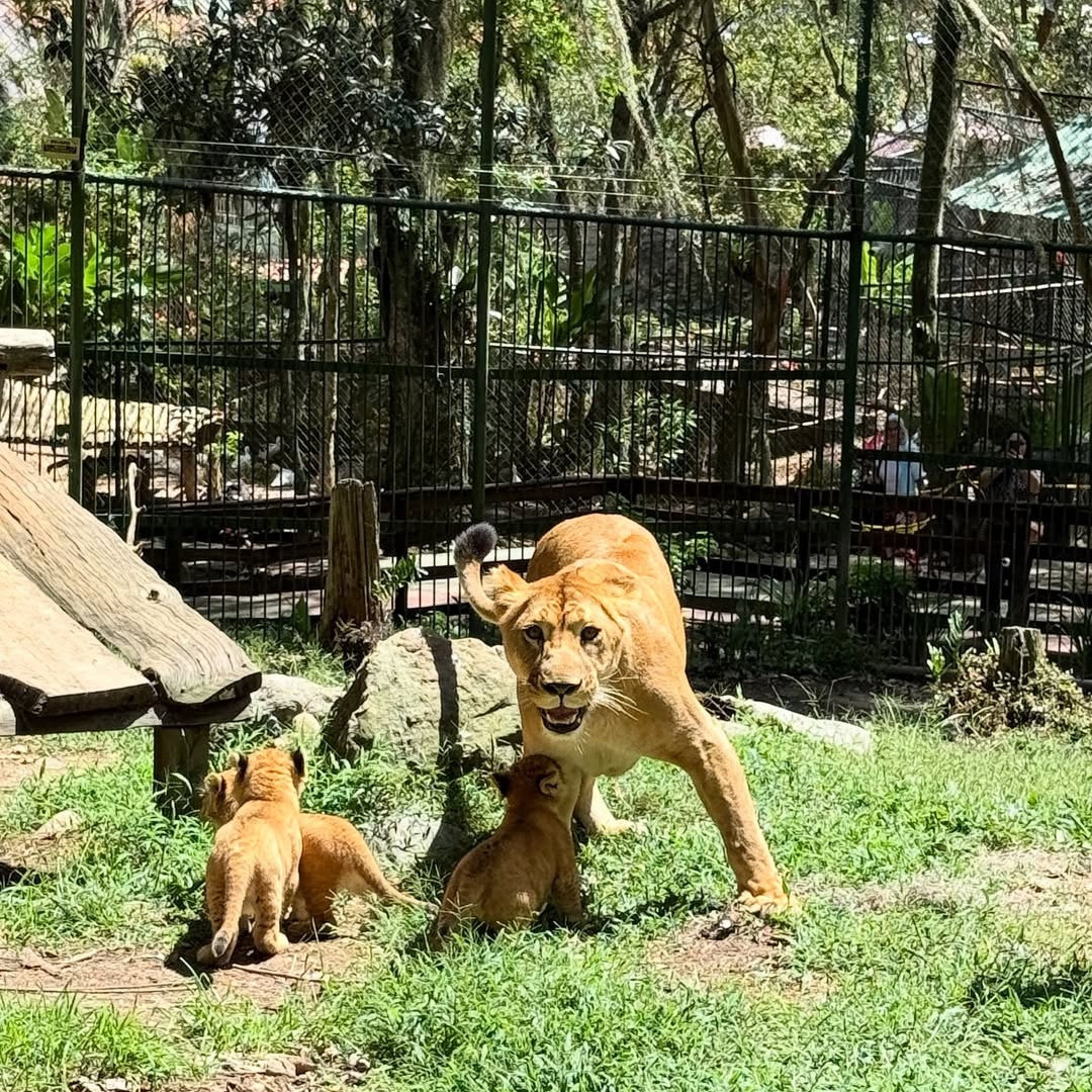Diario Frontera, Frontera Digital,  Regionales, ,Los leoncitos de Carú salen por primera vez junto a su madre en el Zoológico Chorros de Milla de Mérida
