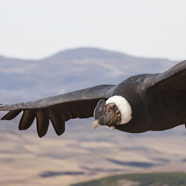 Diario Frontera, Frontera Digital,  Regionales, ,ULA impulsa investigación y conservación del cóndor andino y colibríes en Mérida