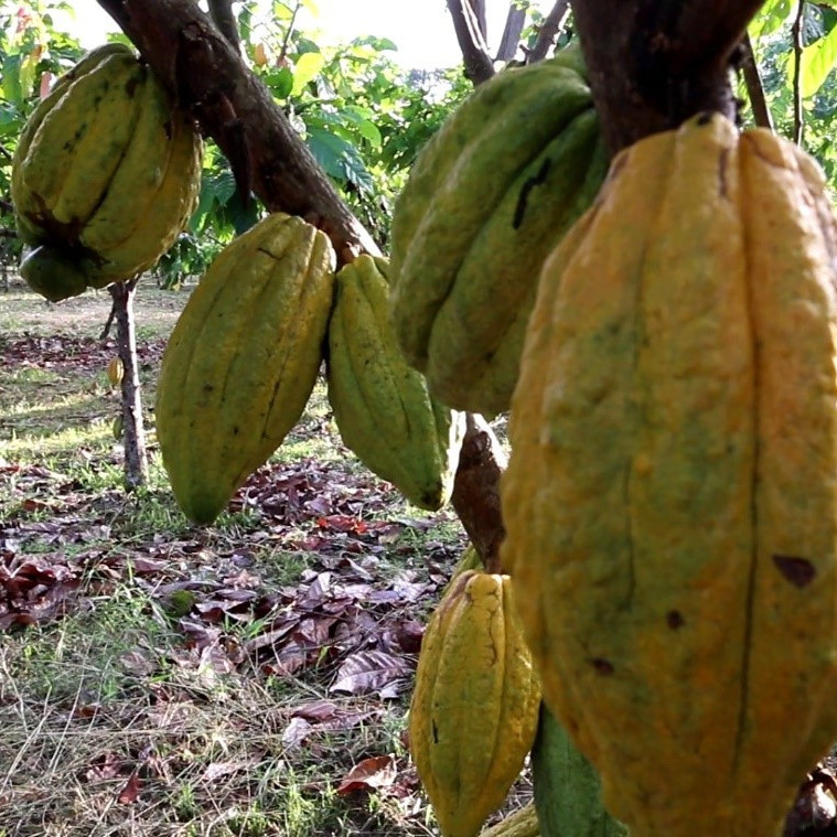 Diario Frontera, Frontera Digital,  Nacionales, ,Venezuela celebra el Día Nacional del Cacao exaltando su patrimonio genético y calidad mundial