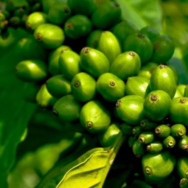 Diario Frontera, Frontera Digital,  Nacionales, ,Caficultores fijan precios referenciales del café verde para la cosecha 2025–2026