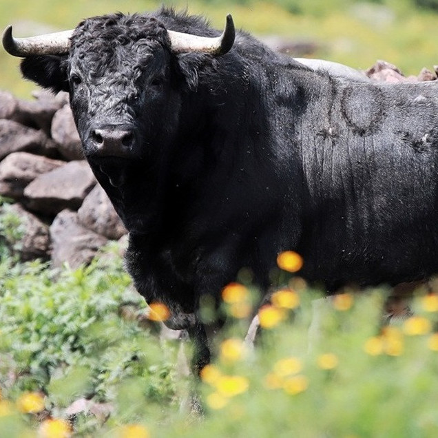 Diario Frontera, Frontera Digital,  Entretenimiento, ,El PSOE tumba la tramitación de la “ley antitaurina” y la Tauromaquia seguirá siendo Patrimonio Cultural