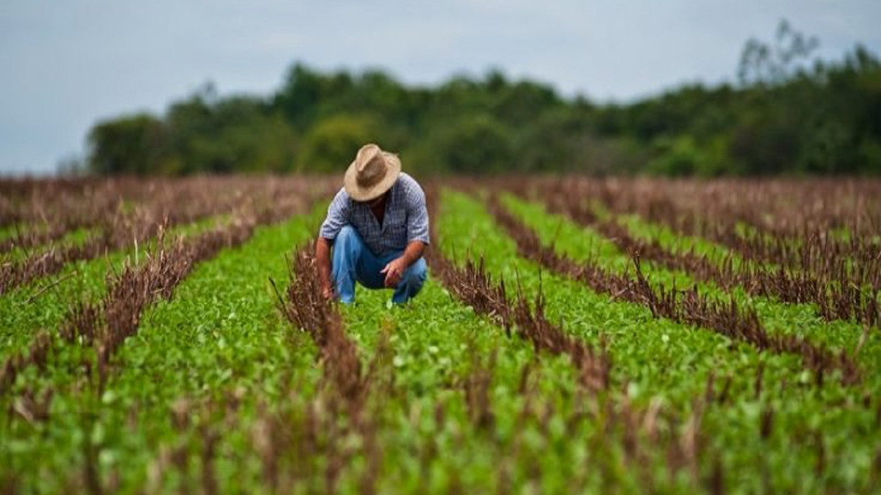 Diario Frontera, Frontera Digital,  Nacionales, ,Afirman que sector agrícola mantiene un crecimiento sustancial