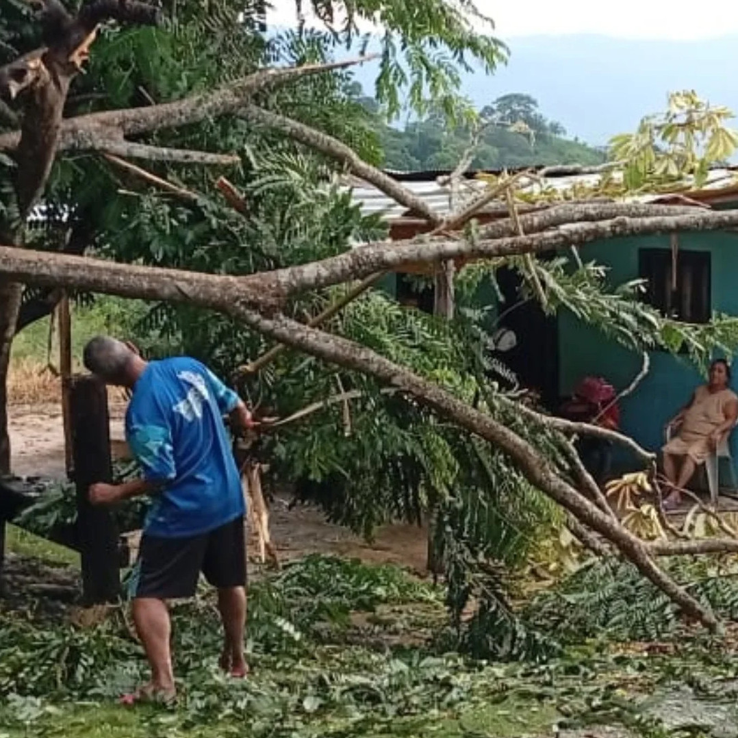 Diario Frontera, Frontera Digital,  El Vigía Panamericana, ,Caída de árbol afectó dos viviendas en el sector Campo Alegre, vía La Palmita