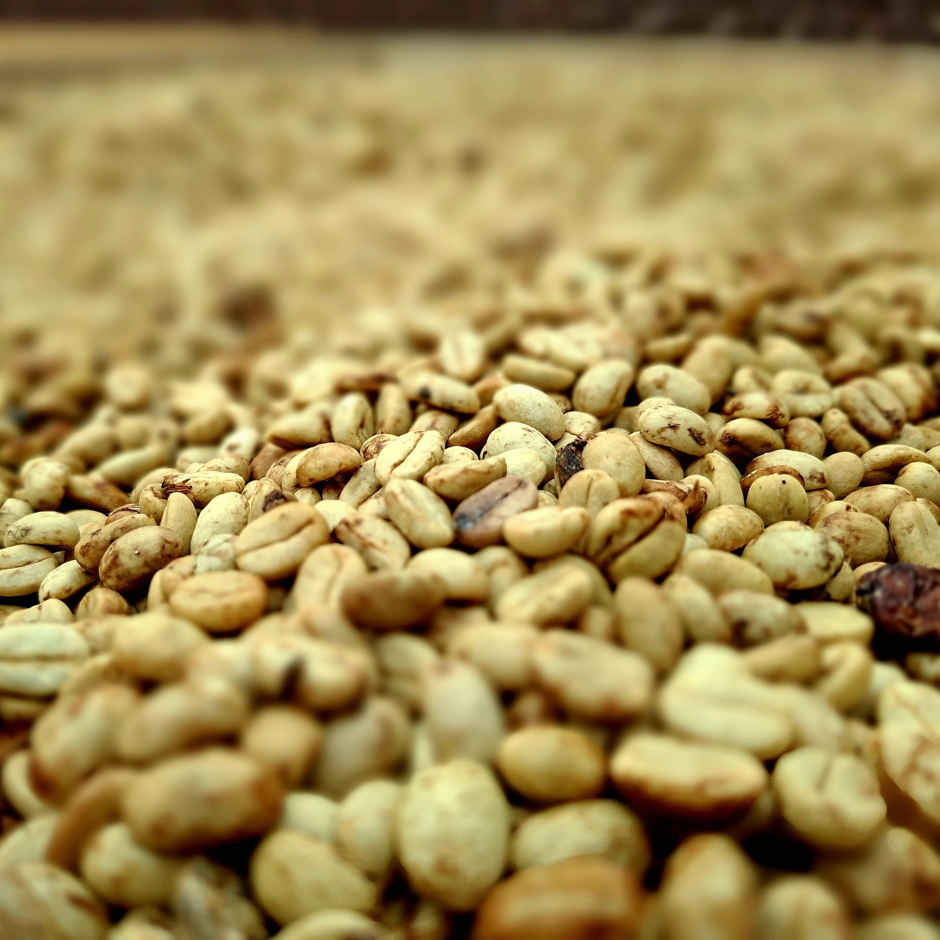 Diario Frontera, Frontera Digital,  Regionales, ,Mérida impulsa su potencial cafetalero rumbo al Eicev