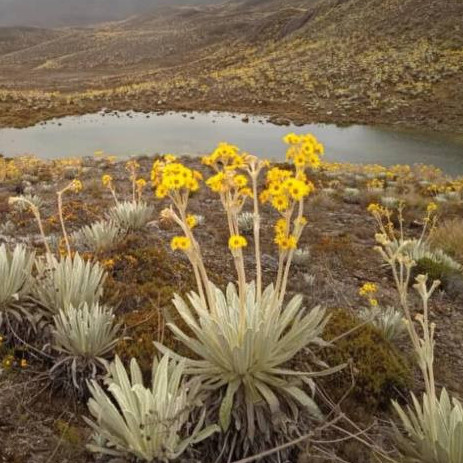 Diario Frontera, Frontera Digital,  Regionales, ,Los frailejones pueden desaparecer por la crisis climática