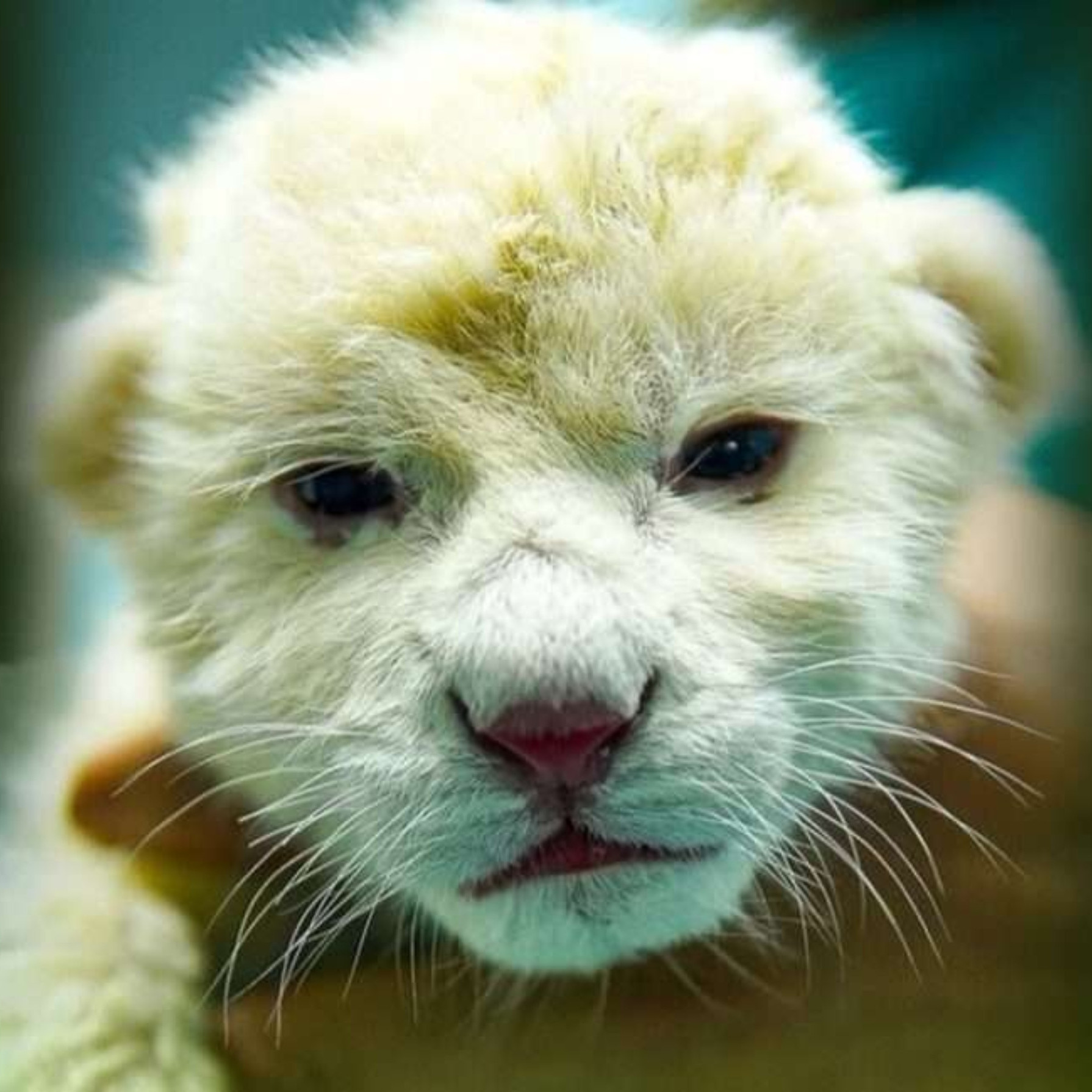 Diario Frontera, Frontera Digital,  Nacionales, ,Nacen dos cachorros de león blanco de Timbavati en el Zoológico de Las Delicias en Maracay