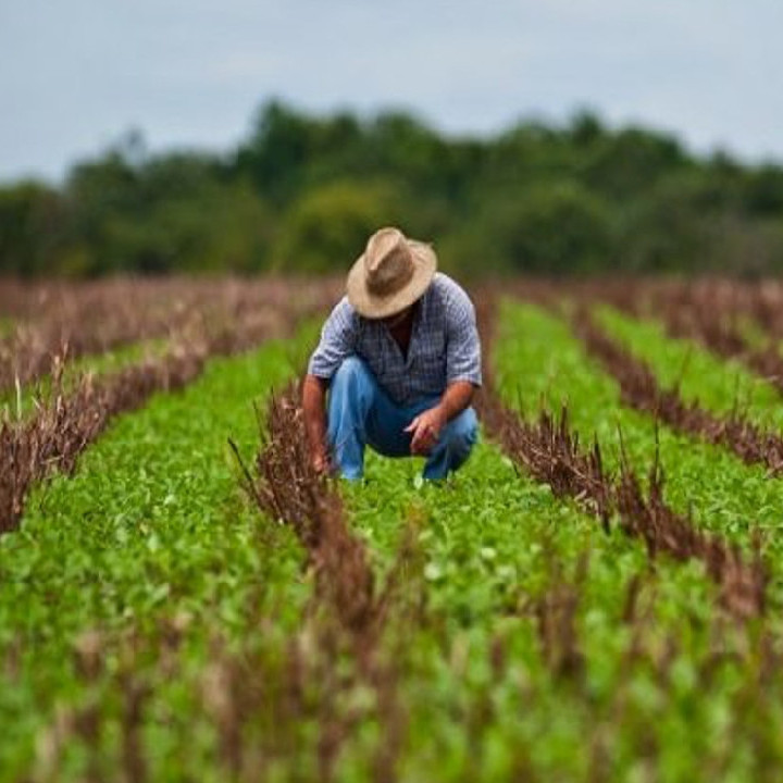 Diario Frontera, Frontera Digital,  Nacionales, ,Afirman que sector agrícola mantiene un crecimiento sustancial