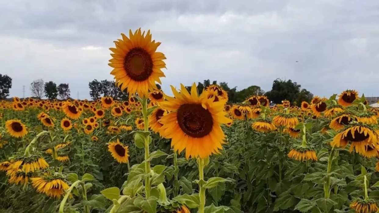 Diario Frontera, Frontera Digital,  Nacionales, ,Portuguesa se viste de amarillo: La segunda Feria del Girasol llega en enero