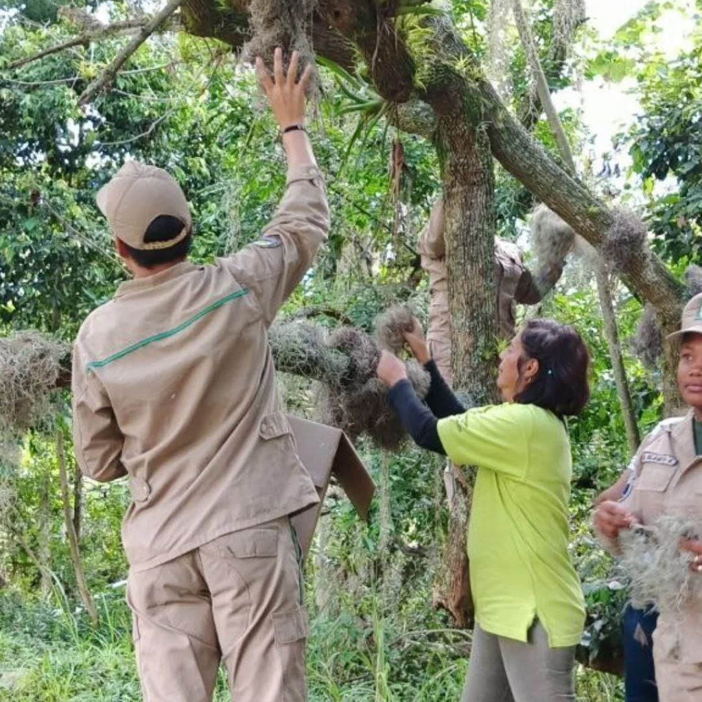 Diario Frontera, Frontera Digital,  Regionales, ,Lote decomisado de barba de palo es reintroducido a la naturaleza en Mérida