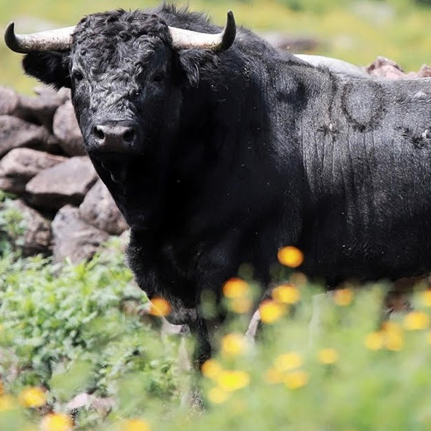Diario Frontera, Frontera Digital,  Nacionales, ,El gran lio del toro en Venezuela… ¡¡¡No hay toros para los pocos festejos que se tienen!!!
