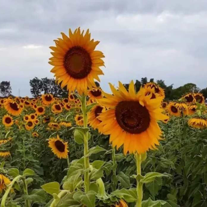 Diario Frontera, Frontera Digital,  Nacionales, ,Portuguesa se viste de amarillo: La segunda Feria del Girasol llega en enero