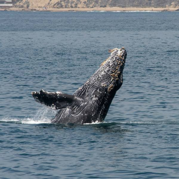 Diario Frontera, Frontera Digital,  Curiosidades, ,Es físicamente imposible que una ballena jorobada se trague a una persona