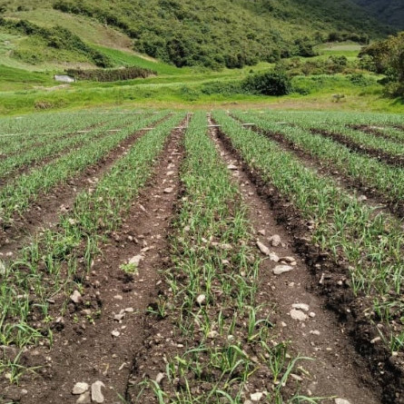Diario Frontera, Frontera Digital,  Páramo, ,La devaluación del bolívar afecta el trabajo agrícola en Mérida
