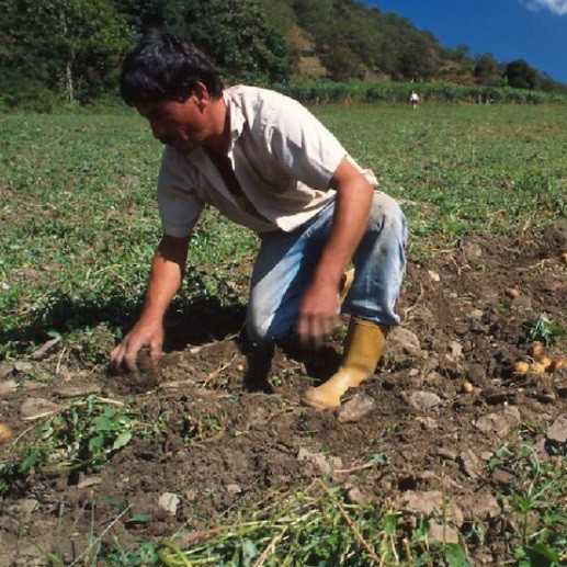 Diario Frontera, Frontera Digital,  Páramo, ,Agricultores de Mérida denuncian crisis en producción de hortalizas por contrabando y factores económicos