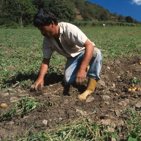 Diario Frontera, Frontera Digital,  Páramo, ,Agricultores en Mérida enfrentan serias dificultades para producir