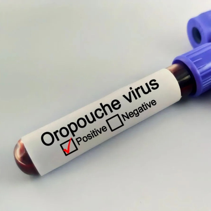 Diario Frontera, Frontera Digital,  Salud, ,Confirmaron cinco casos del virus Oropouche en Venezuela: ¿cómo se contagia y cuáles son sus síntomas?