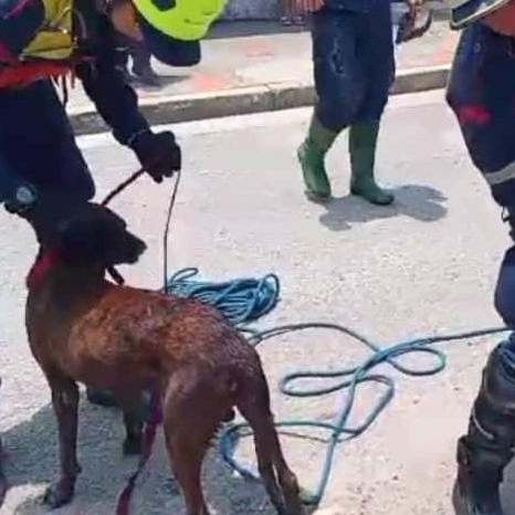 Diario Frontera, Frontera Digital,  Sucesos, ,Cuerpo de Bomberos rescató dos caninos tras caer a una fosa de cañería en El Vigía