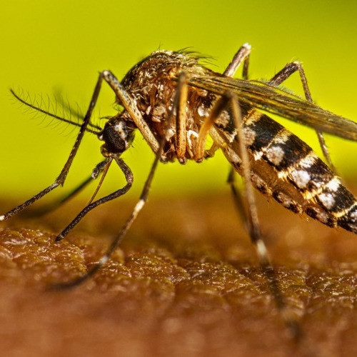 Diario Frontera, Frontera Digital,  Salud, ,Venezuela ejecuta un plan nacional de vacunación y fumigación para prevenir el dengue