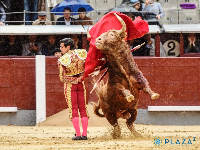Diario Frontera, Frontera Digital,  Entretenimiento, ,Pedraza y Fonseca, contra las leyes de la física y la lógica: 
un bravo gigante de 667 kilos premiado con una ridícula vuelta en Las Ventas