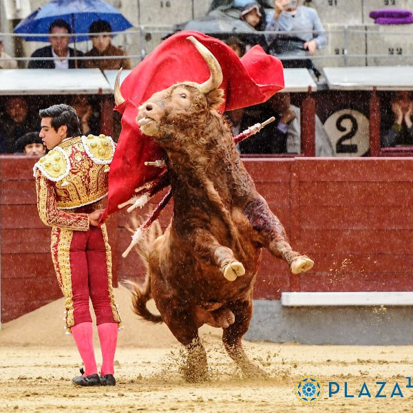 Diario Frontera, Frontera Digital,  Entretenimiento, ,Pedraza y Fonseca, contra las leyes de la física y la lógica: 
un bravo gigante de 667 kilos premiado con una ridícula vuelta en Las Ventas