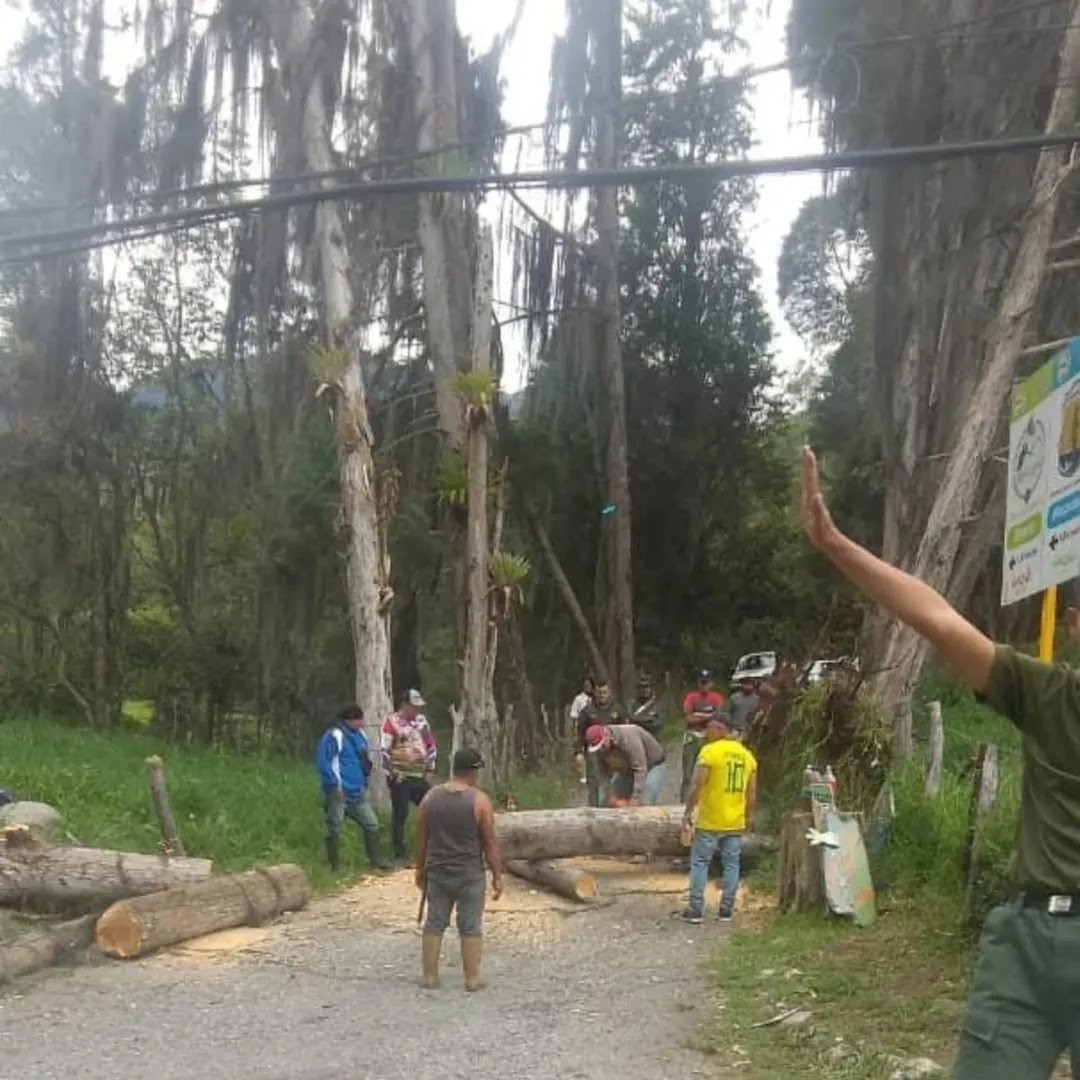 Diario Frontera, Frontera Digital,  Regionales, ,Fuertes vientos derribaron arboles en El Valle de Mérida