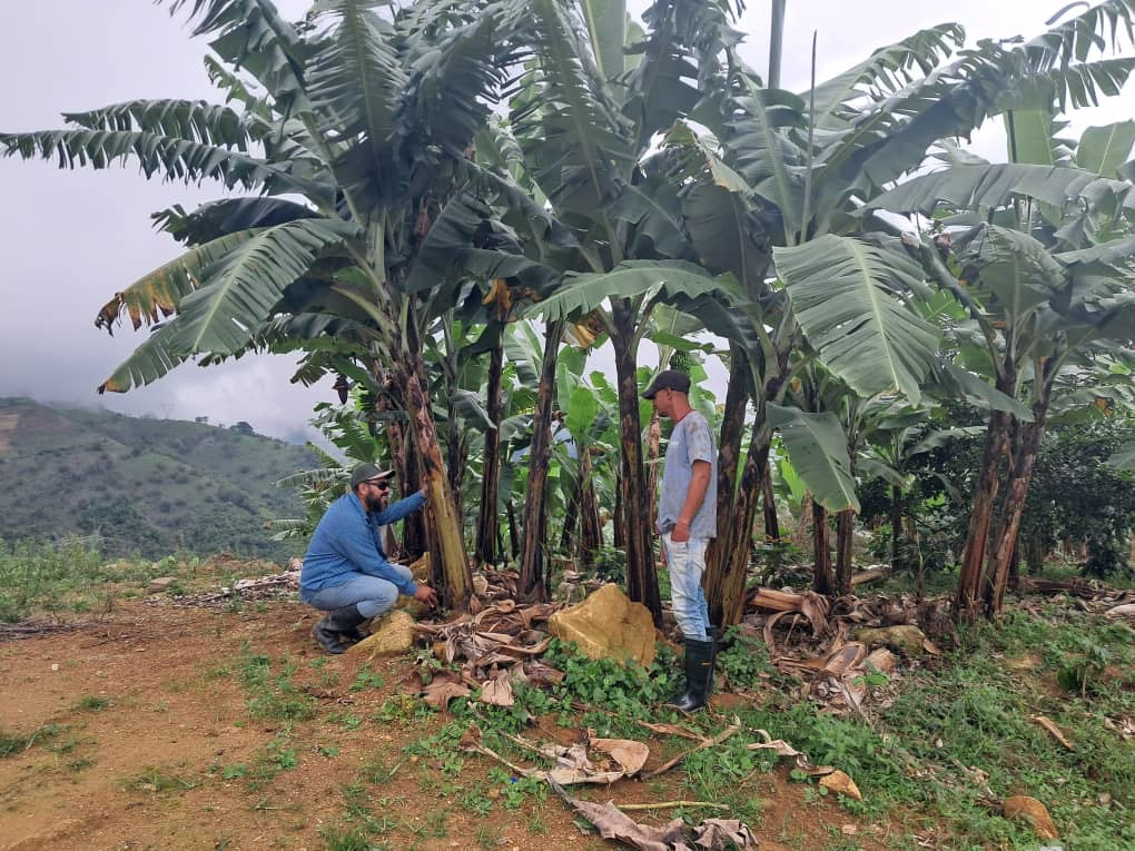 Diario Frontera, Frontera Digital,  Mocoties, ,Taller de Biofertilizantes Impulsa Producción Sostenible de Cambur y Otros Rubros en Zea
