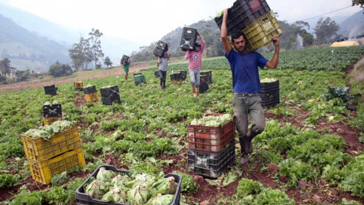 Diario Frontera, Frontera Digital,  Regionales, ,Fedeagro: Lluvias ocasionaron pérdida total en 150 hectáreas de tierras cultivables en región andina