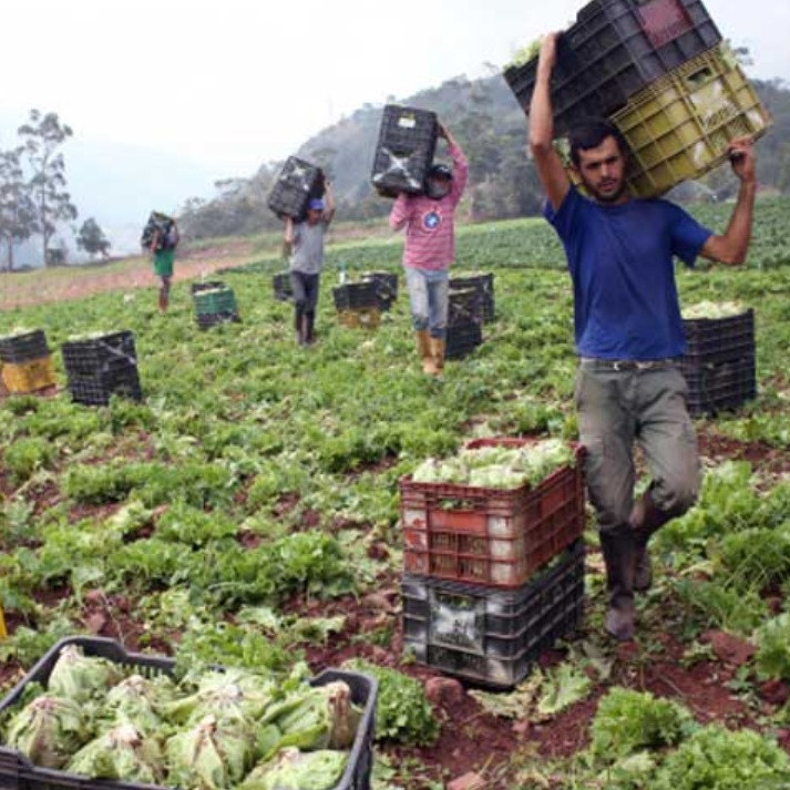 Diario Frontera, Frontera Digital,  Regionales, ,Fedeagro: Lluvias ocasionaron pérdida total en 150 hectáreas de tierras cultivables en región andina