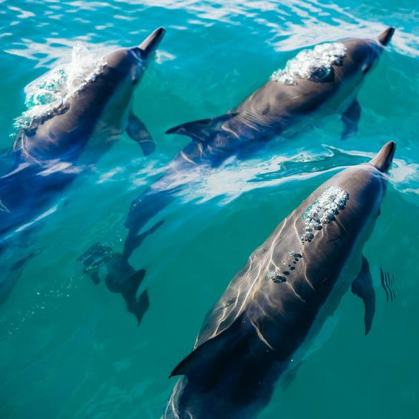 Diario Frontera, Frontera Digital,  Internacionales, ,El 23 de julio se celebra a nivel mundial el Día dedicado a las Ballenas y los Delfines