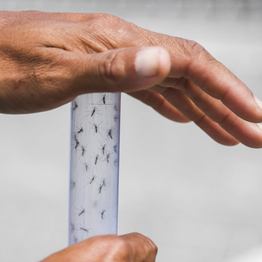 Diario Frontera, Frontera Digital,  Salud, ,Advierten sobre posible aumento de chikungunya ante temporada de lluvias en Venezuela