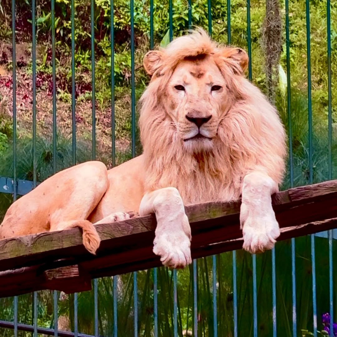Diario Frontera, Frontera Digital,  Regionales, ,Un nuevo capítulo de conservación de fauna silvestre: crías de león nacen en el Zoológico Chorros de Milla en Mérida
