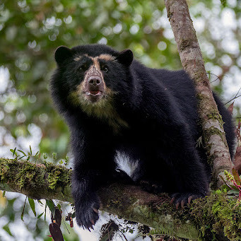 Diario Frontera, Frontera Digital,  Regionales, ,Autoridades en Mérida llaman a proteger animales en peligro de extinción
