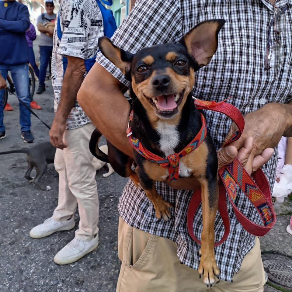 Diario Frontera, Frontera Digital,  Regionales, ,Gobernación de Mérida desarrolló jornada veterinaria integral en el sector San José