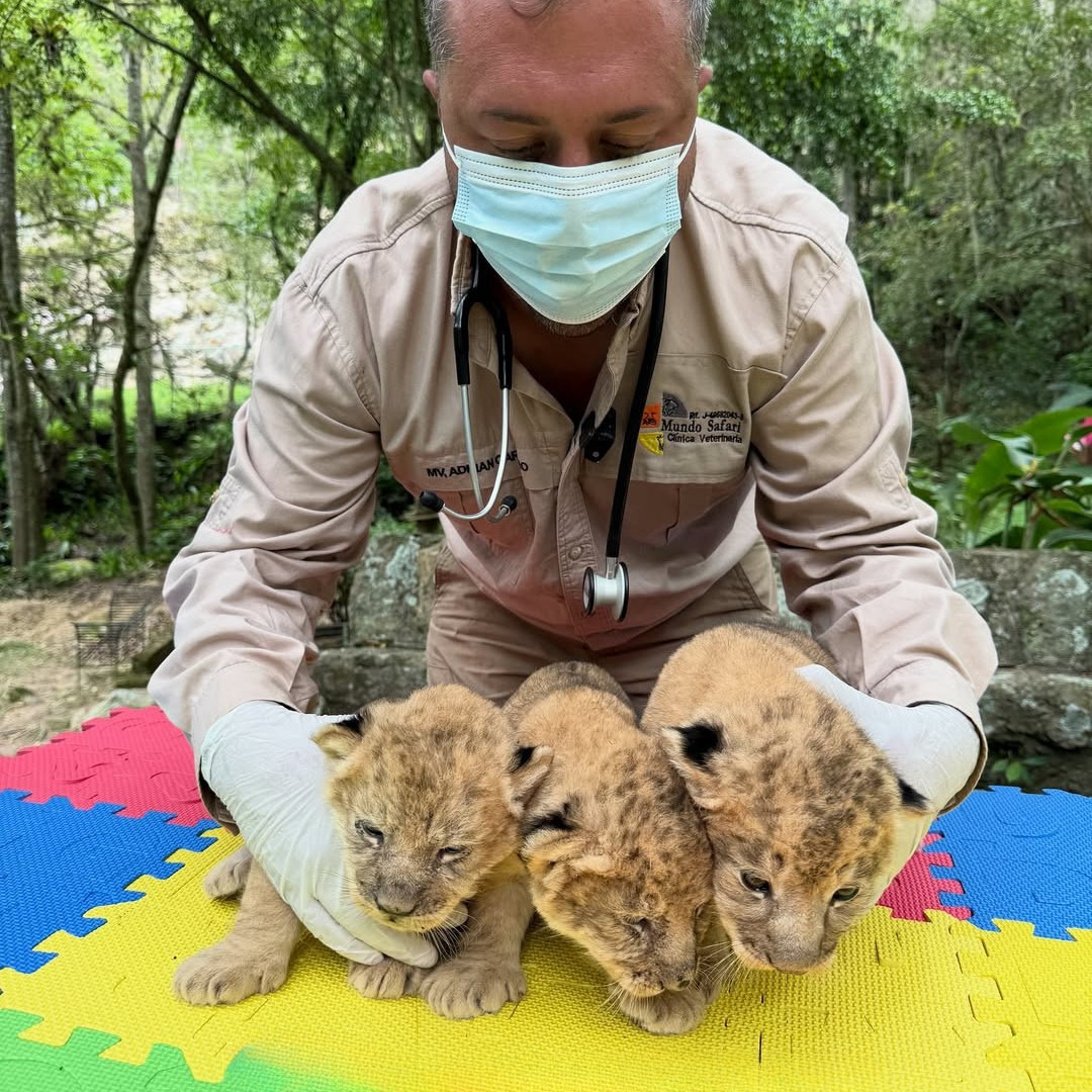 Diario Frontera, Frontera Digital,  Regionales, ,Confirman excelente estado de salud de los tres cachorros de león 
nacidos en el zoológico Chorros de Milla