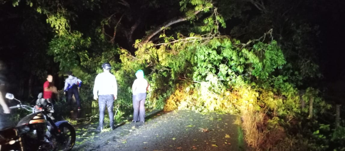 Diario Frontera, Frontera Digital,  El Vigía Panamericana, ,Fuertes vientos tumban árboles en la vía Los Naranjos en Alberto Adriani