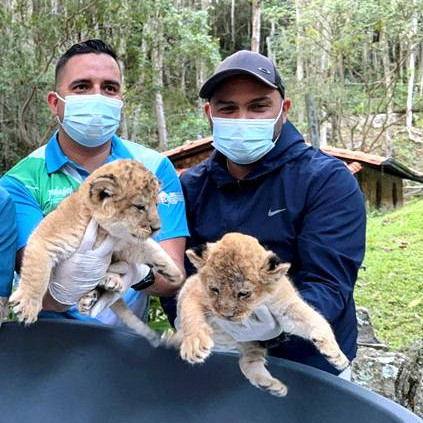 Diario Frontera, Frontera Digital,  Regionales, ,Nacimiento de leones en el Zoológico Chorros de Milla 
es un hito para la conservación y el turismo en Mérida