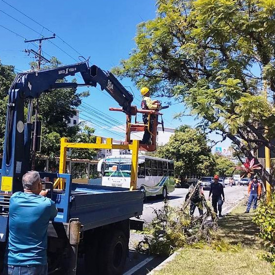Diario Frontera, Frontera Digital,  Regionales, ,Alcalde Nelson Álvarez inicia plan pico y poda en principales avenidas de la ciudad
