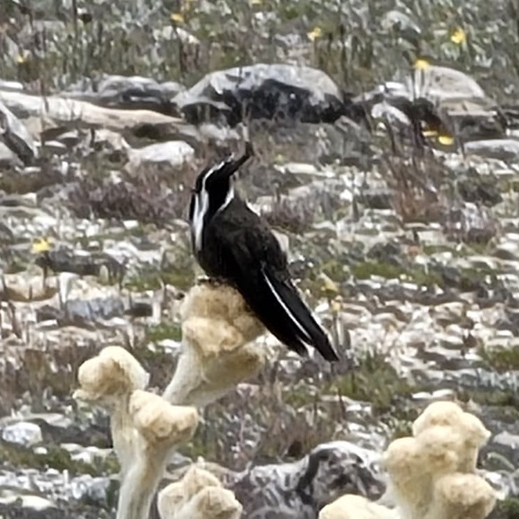 Diario Frontera, Frontera Digital,  Regionales, ,Expertos promueven la conservación y el potencial de 600 especies de aves andinas