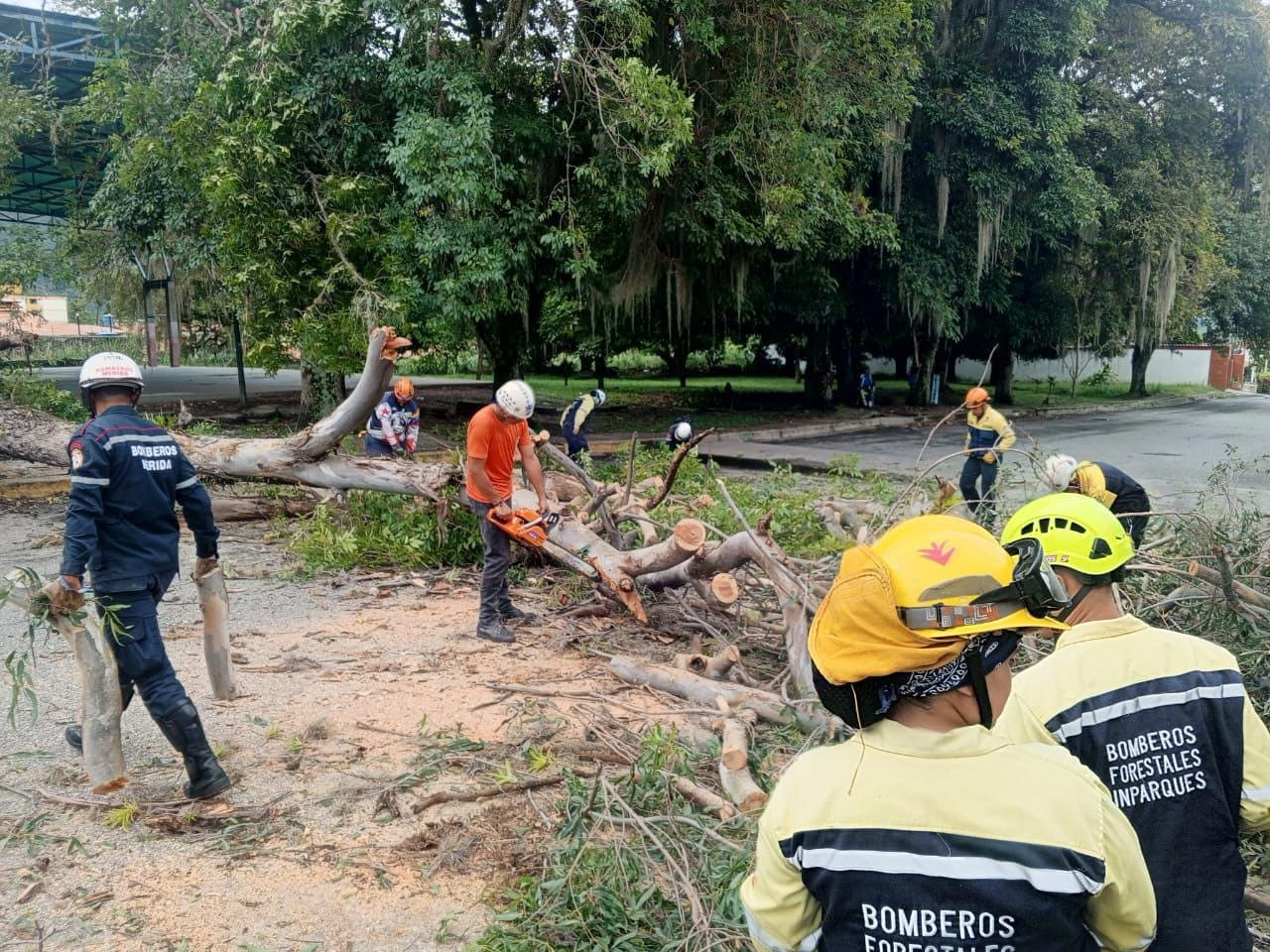 Diario Frontera, Frontera Digital,  Regionales, ,PC removió árbol caído en Las Delias