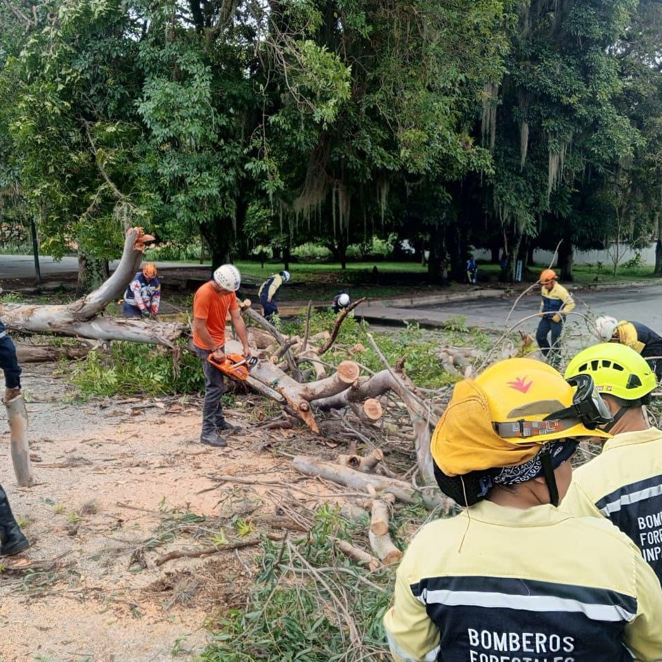 Diario Frontera, Frontera Digital,  Regionales, ,PC removió árbol caído en Las Delias