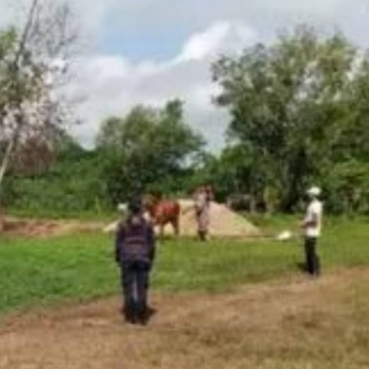 Diario Frontera, Frontera Digital,  Sucesos, El Vigía Panamericana, ,Policía Rural de Mérida recuperó cuatro bovinos hurtados 
en municipios de la Panamericana en tiempo récord