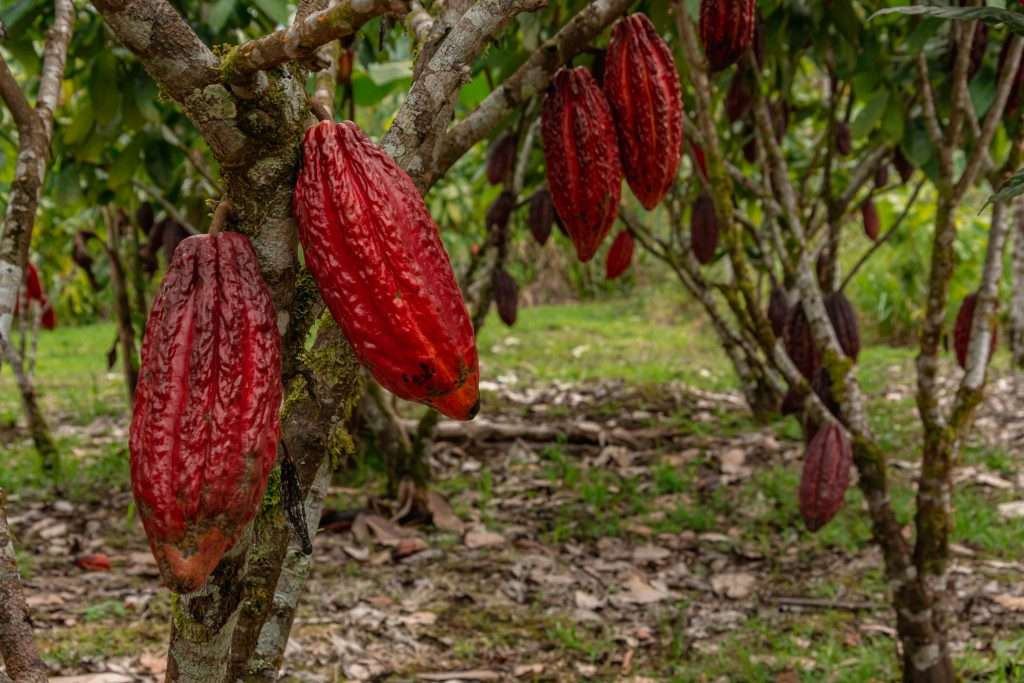 Diario Frontera, Frontera Digital,  Nacionales, ,AN aprobó en segunda discusión 18 artículos del proyecto de ley del Cacao