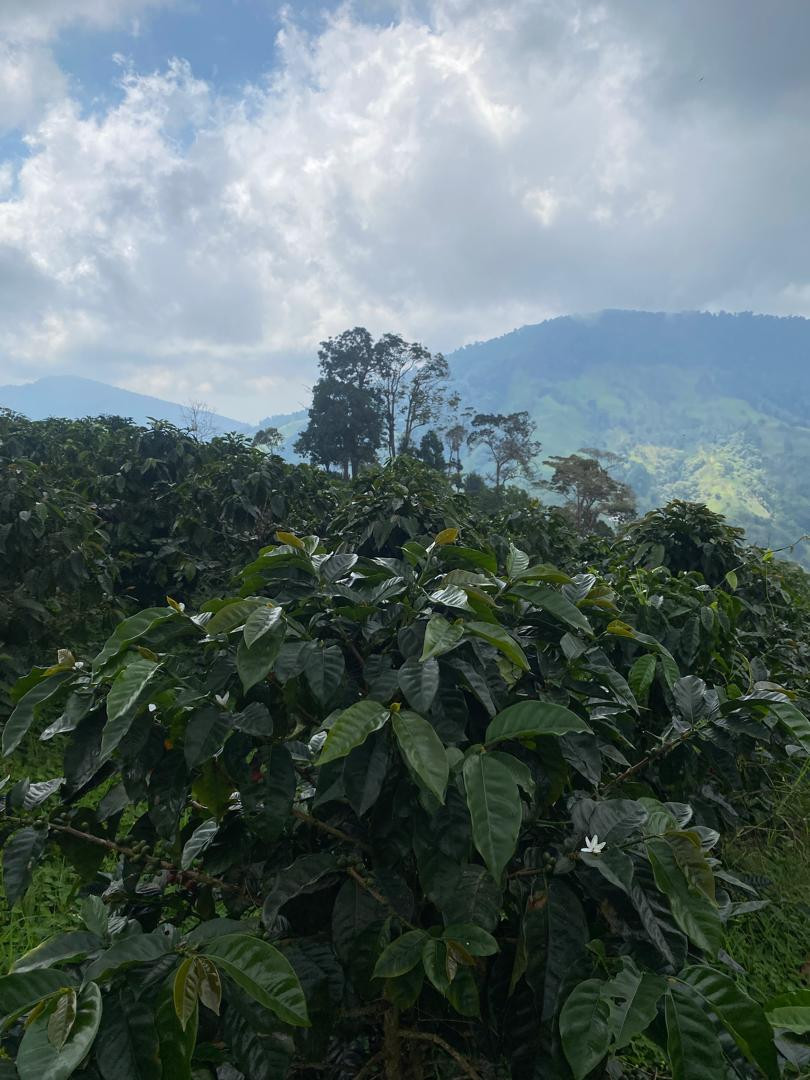 Diario Frontera, Frontera Digital,  Regionales, ,La participación de estos productores en escenarios de alta competencia ratifica que el café del estado  Mérida se consolida como uno de los pilares de la caficultura de especialidad en Venezuela,La excelencia cafetalera de Mérida destaca en “Lara es Café 2026”