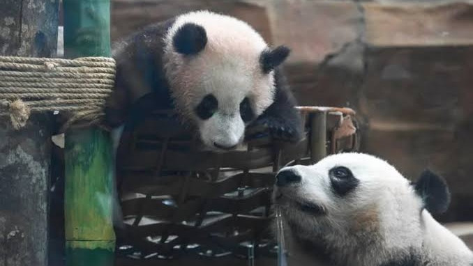 Diario Frontera, Frontera Digital,  Internacionales, ,Rio nació el 27 de noviembre de 2025, fruto de la pareja de pandas Cai Tao y Hu Chun, trasladados al parque en 2017,Debuta el primer oso panda gigante nacido Indonesia: Satrio "Rio" Wiratama