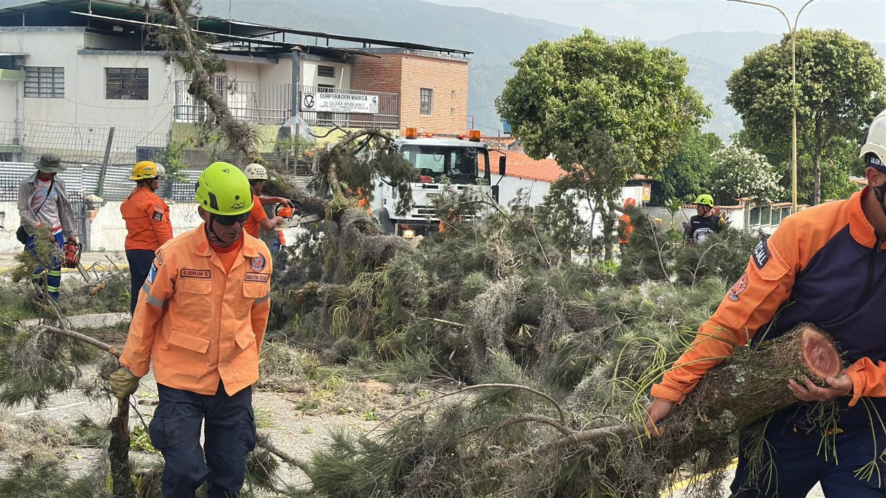 Diario Frontera, Frontera Digital,  Regionales, ,Como acción concreta inmediata, el equipo municipal procederá a la limpieza integral de los restos vegetales y a la evaluación de otras especies arbóreas en el sector, garantizando que el entorno urbano se mantenga seguro para todos,Protección Civil del municipio Libertador realizó tala controlada de pino en la avenida Urdaneta