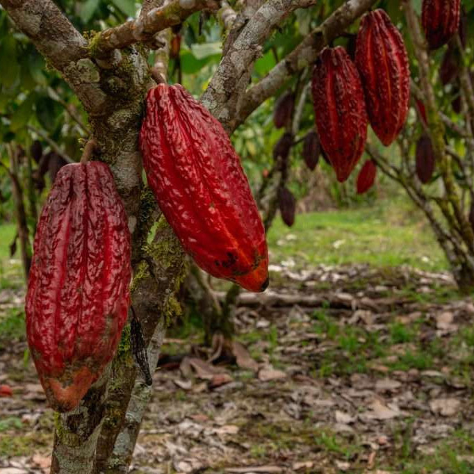 Diario Frontera, Frontera Digital,  Nacionales, ,AN aprobó en segunda discusión 18 artículos del proyecto de ley del Cacao