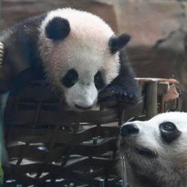 Diario Frontera, Frontera Digital,  Internacionales, ,Debuta el primer oso panda gigante nacido Indonesia: Satrio "Rio" Wiratama