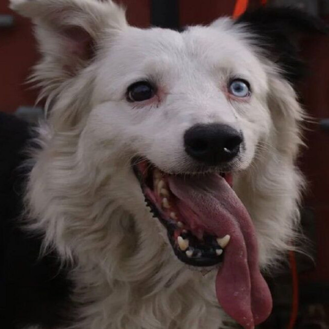 Diario Frontera, Frontera Digital,  Nacionales, ,Tsunami, el perro de rescate que encontró a un sobreviviente bajo los escombros de un edificio en Caracas