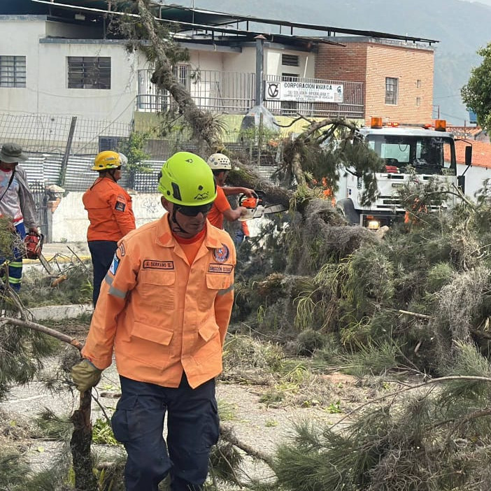 Diario Frontera, Frontera Digital,  Regionales, ,Protección Civil del municipio Libertador realizó tala controlada de pino en la avenida Urdaneta